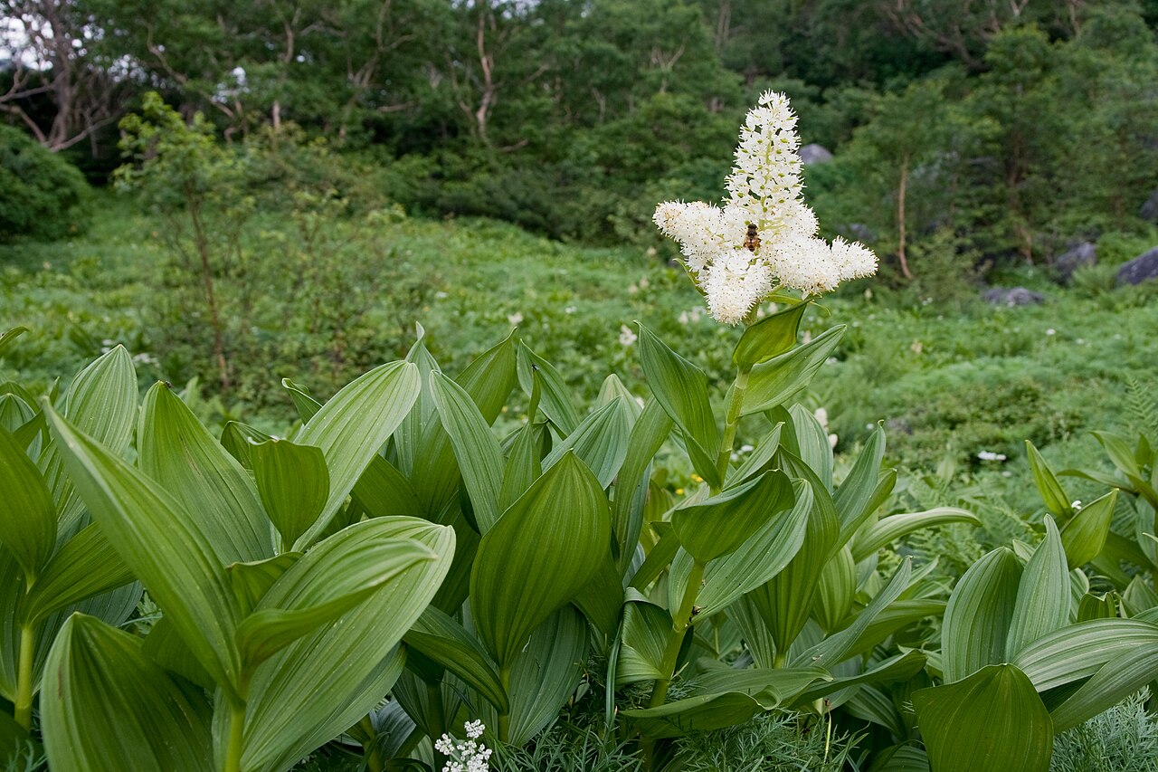 Чемериця